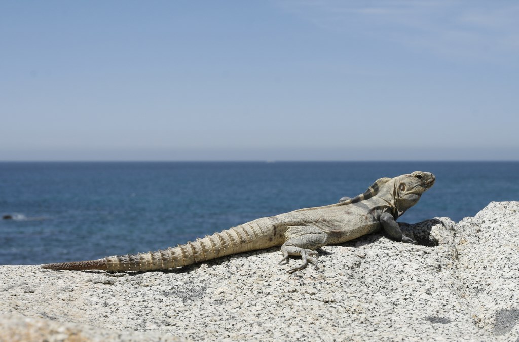 Reference photo from Real de Cabo's archive