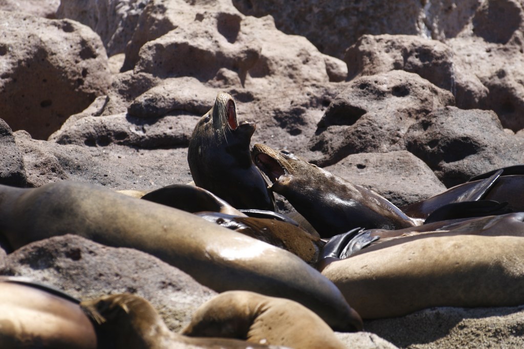 Reference photo from Real de Cabo's archive