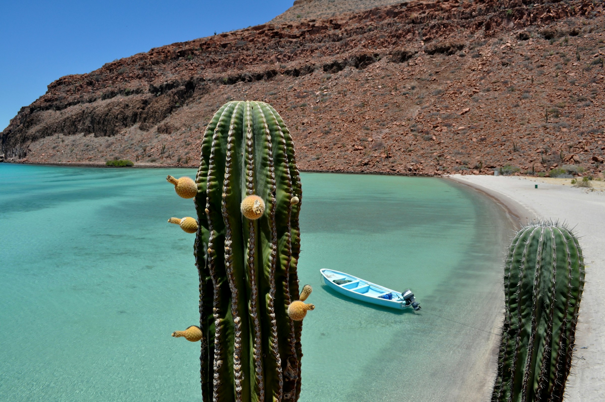 Cardón cactus and panga in the bay — Baja California Sur